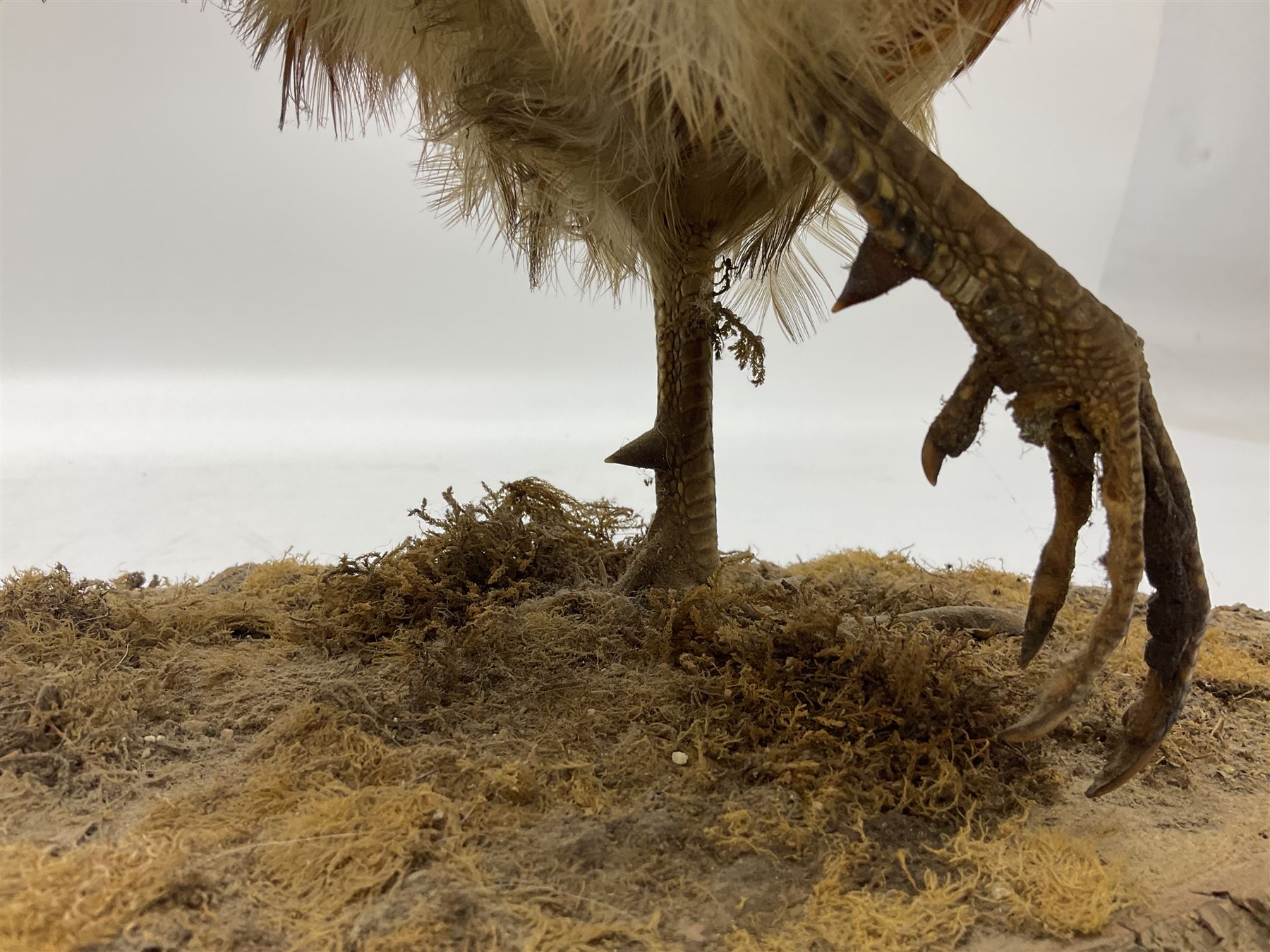 Taxidermy; Ring-necked Pheasant (Phasianus colchicus), adult female mount on open display, together with Pair of Hartebeest (Alcelaphus buselaphus) horns with upper skull, mounter upon a wooden shield, pheasant H40cm 
