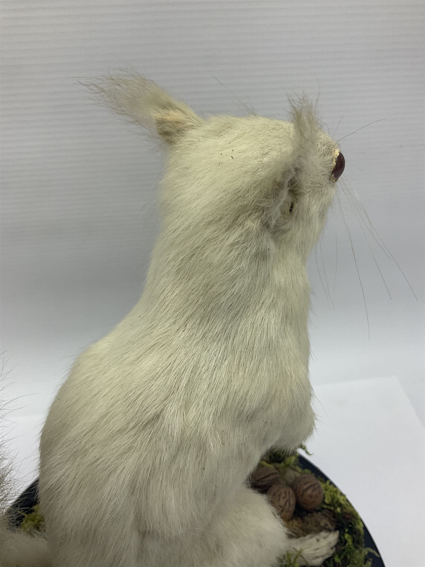 Taxidermy: Victorian albino Squirrel (Sciurus vulgaris), full mount adult, holding a hazelnut, upon naturalistic ground, enclosed beneath later glass dome with ebonised base, H32cm