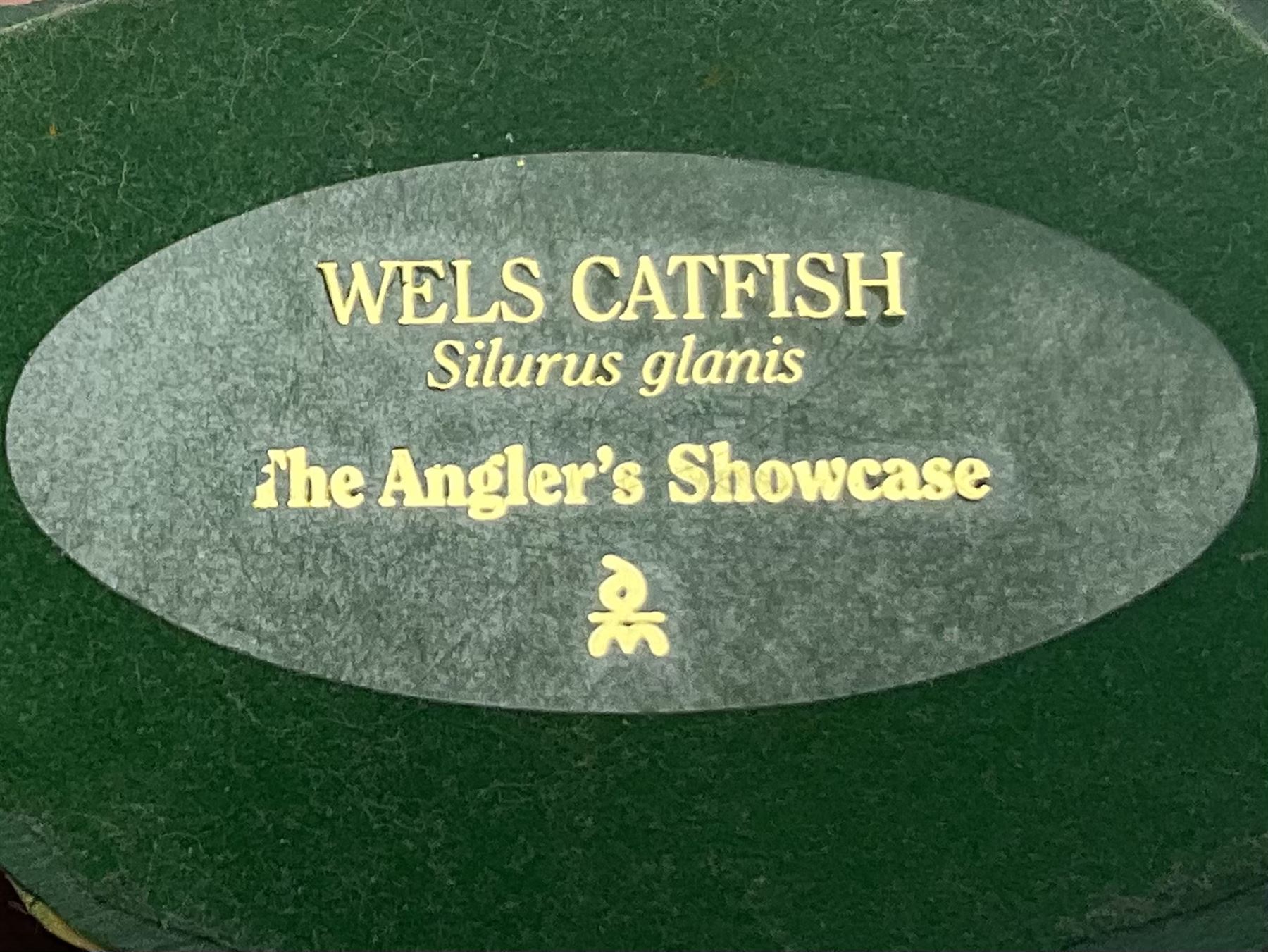 Twenty Four Danbury Mint models of fish, The Angler's Showcase, each with accompanying information card, in wooden wall mounted display shelf, with title plaque, display shelf H61cm L54cm