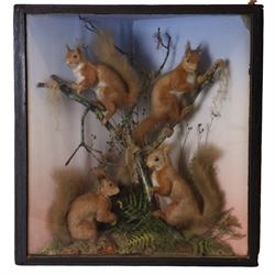 Taxidermy; Victorian diorama Red Squirrels (Sciurus vulgaris), four full adult mounts, two...