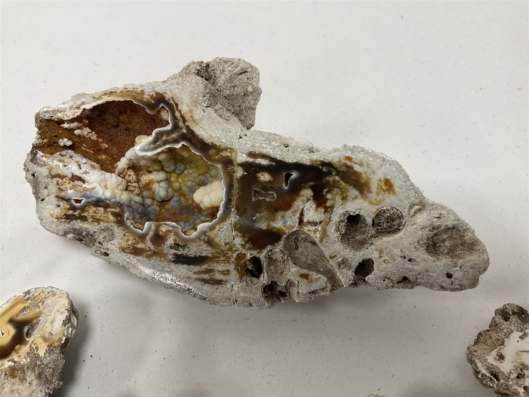 Large collection of Agatized Coral, largest H11cm (12)