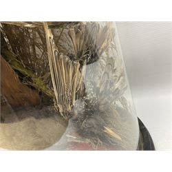Taxidermy; large Victorian domed taxidermy diorama study of birds, with seventeen specimens including Ring Necked Parakeet, Blue Winged Warbler and Blackbird, the glass dome upon an ebonised wooden base, H77cm, W44cm