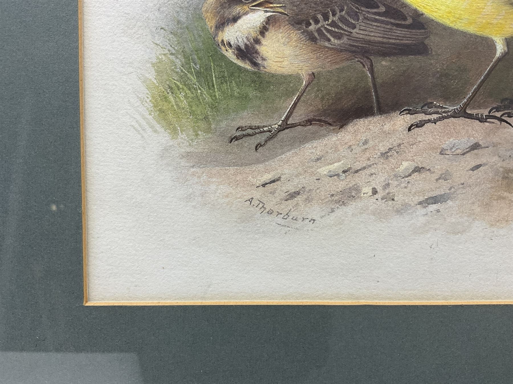 Archibald Thorburn (Scottish 1860-1935): 'Grey Headed Yellow Wagtail', watercolour and bodycolour signed 17cm x 24cm 
Provenance: original illustration for Lord Lilford's 'Coloured Figures of the Birds of the British Islands' Vol.III, Plate No.57, pub. 1885