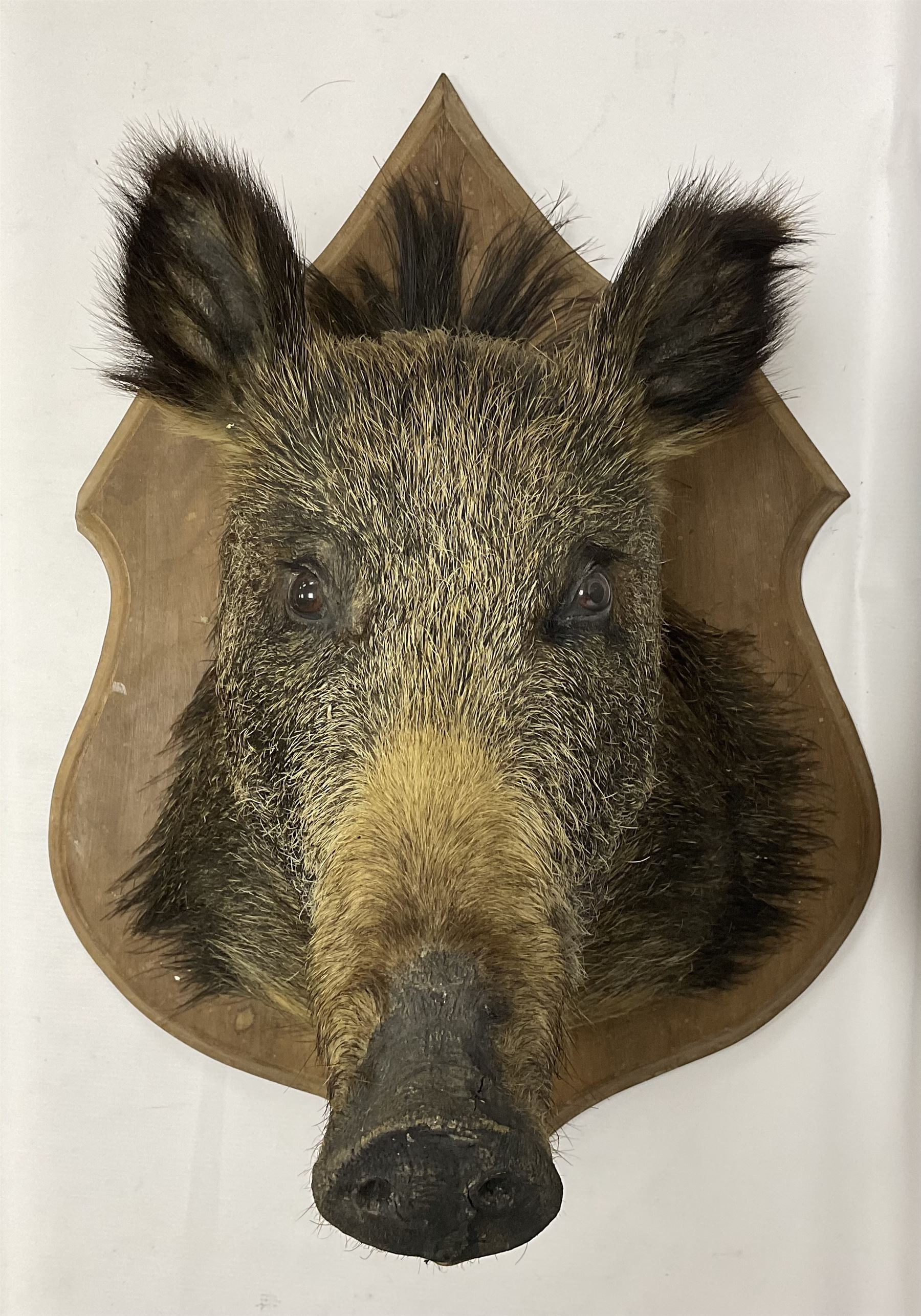 Taxidermy: European Wild Boar (Sus scrofa), adult male shoulder mount looking straight ahead mouth agape, mounted upon a wooden shield, D52cm