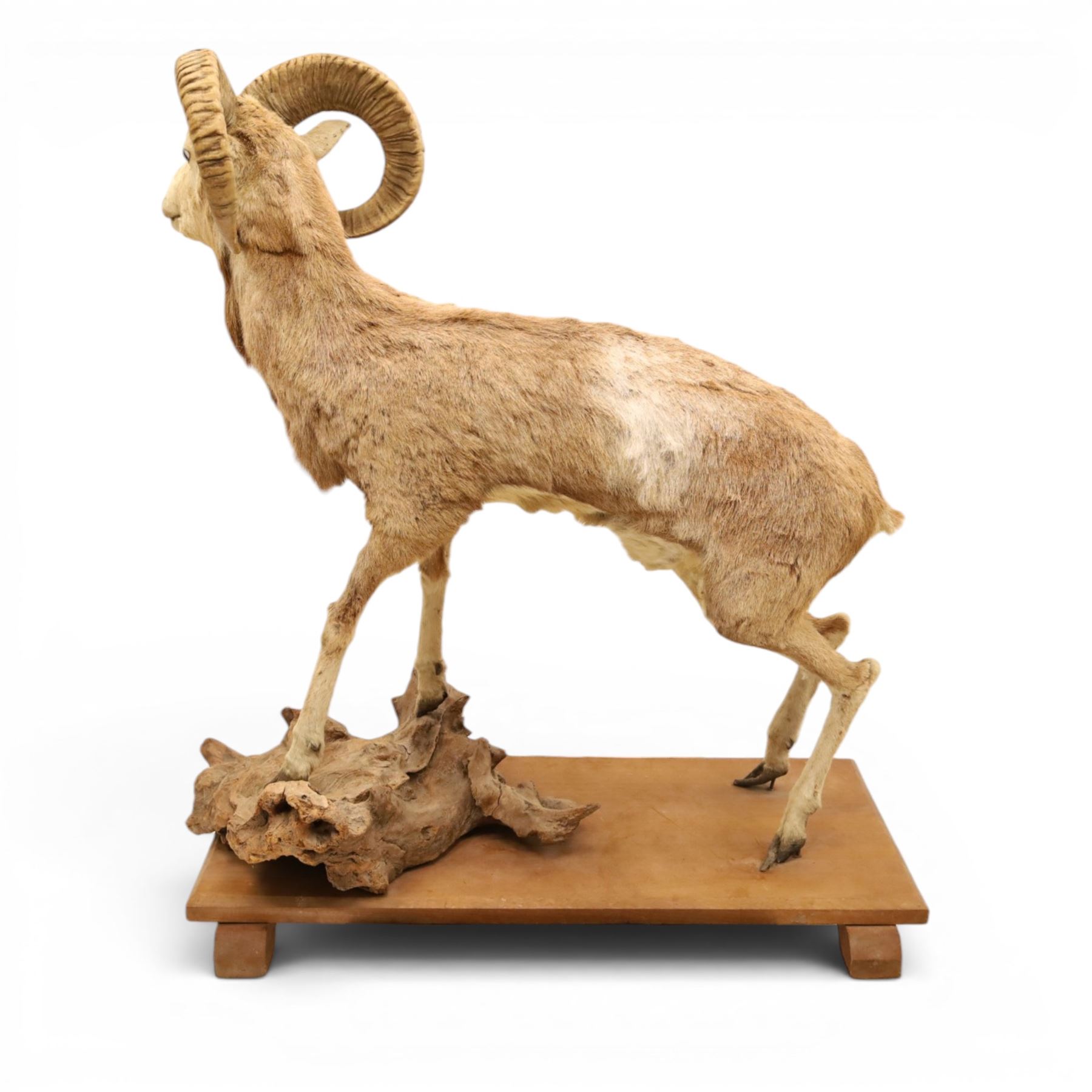 Taxidermy - Mouflon Ram (Ovis gmelini), full adult male mount on open display with front legs raised on naturalistic stand, on raised wooden base, overall W110cm H118cm 