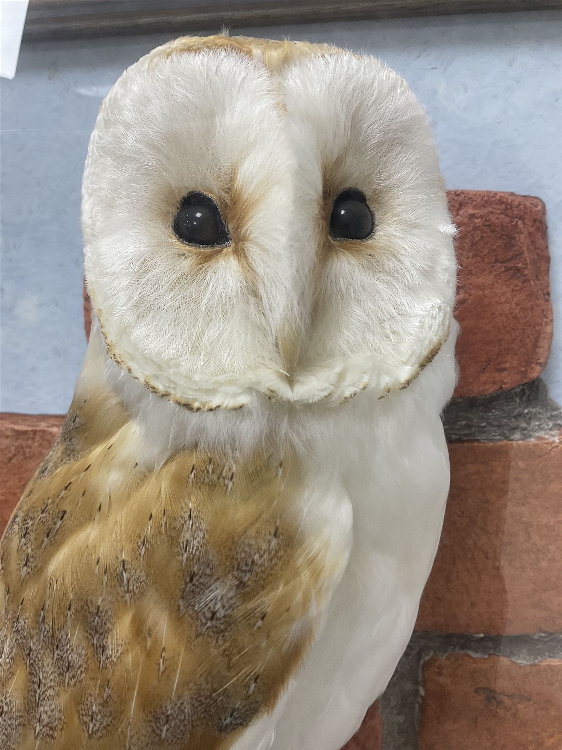 Taxidermy: Wall Mounted Barn Owl (Tito alba), dated 2001, by David Astley, Taxidermist, York, a high quality full mount adult male with head turning to the right, perched upon a short wooden beam, set against a faux brick back drop, width 50cm x height 55cm overall, bearing taxidermist's full paper trade label verso.
with Cites Article 10 (non transferable) licence no.24GBA102LOMN1 Cause of death RTA - 2001. This specimen would require a re-export licence to export from the UK, an import permit would be required into your chosen country, this is the responsibility of the buyer alone, David Duggleby Auctioneers and Valuers do not offer any onward re-export or import licences.
