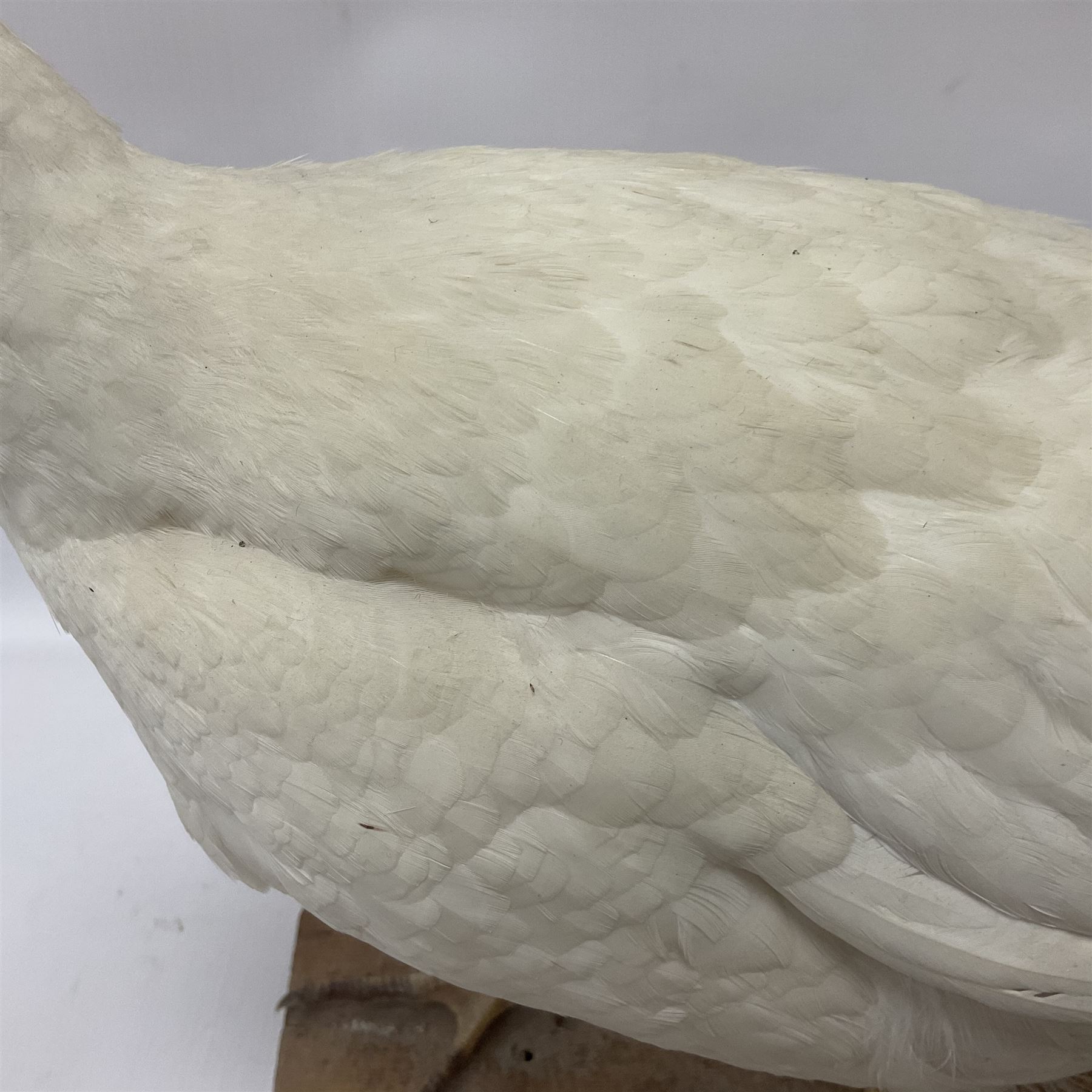 Taxidermy; pair of Common Pheasants (Phasianus Colchicus), white cock and hen adult mounts, upon a wooden base, H51cm  