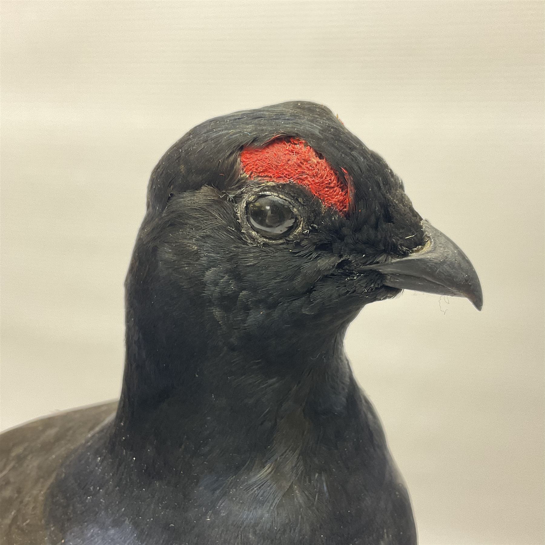 Taxidermy: Black Grouse (Lyrurus tetrix), full mount adult cockbird, open display perched upon a branch, H48cm