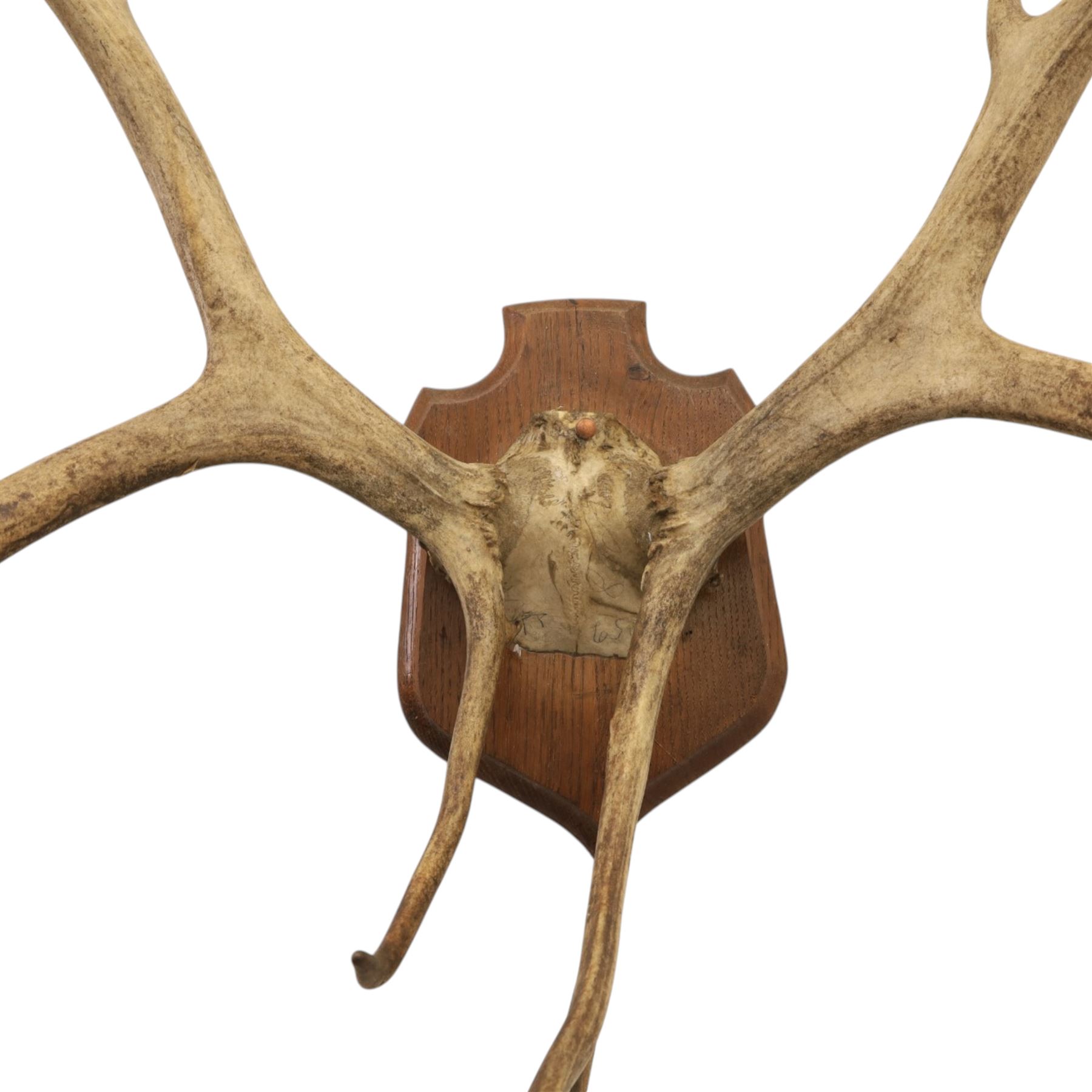 Antlers/Horns; Pair of Caribou Reindeer antlers (Rangifus tarandus), partial skull on wooden shield, D60cm