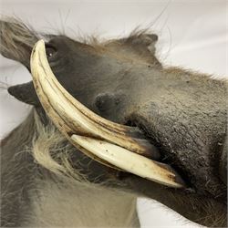 Taxidermy: A Common Warthog (Phacochoerus africanus), a large adult head mount looking straight ahead, D50cm