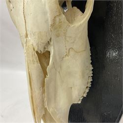 Antlers/Horns: Gemsbok Oryx (Oryx gazella gazella), pair of oryx curved horns on partial skull, mounted on an ebonised shield, H130cm