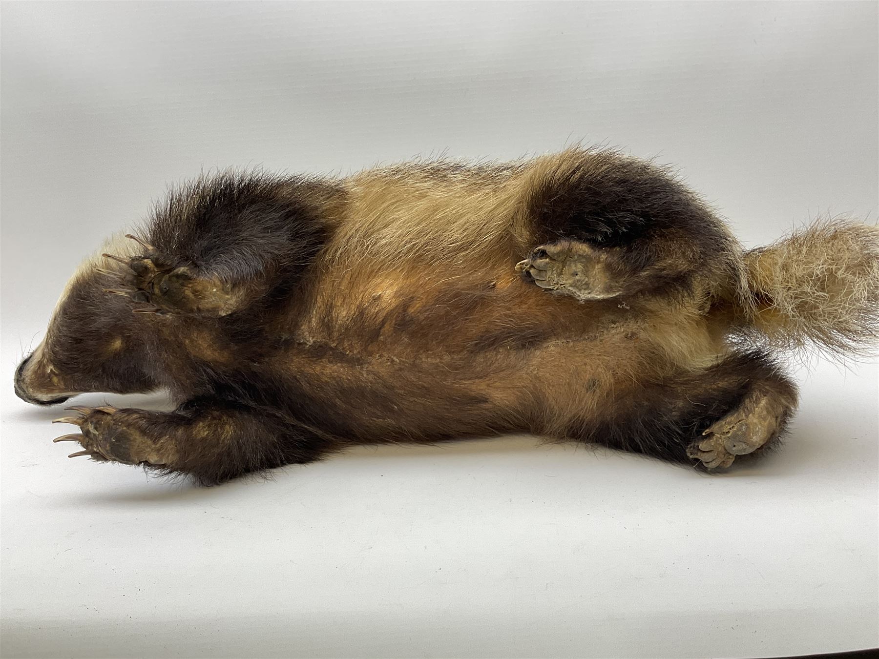 Taxidermy: European badger (Meles meles) full mount in walking position L82cm. 