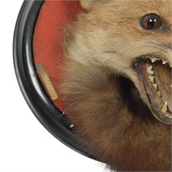 Rowland Ward (British Taxidermist 1848-1912); European Red Fox Mask (Vulpes vulpes), adult fox mask, mouth agape, with brush wrapped around a circular ebonised wall mount, with brass makers plaque 'R.Ward & Co naturalists 155 Piccadilly London - RTV