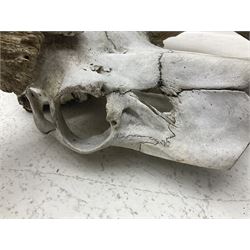 Antlers/Horns:Set of European Moose Antlers (Alces alces), a large set of adult bull Moose antlers on upper skull, widest span 114cm