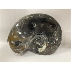 Large polished goniatite, age Devonian period, location Morocco, H16cm, L22cm