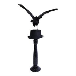 Taxidermy: Carrion Crow (Corvus corone), perched upon a steampunk hat, with wings open, H94cm