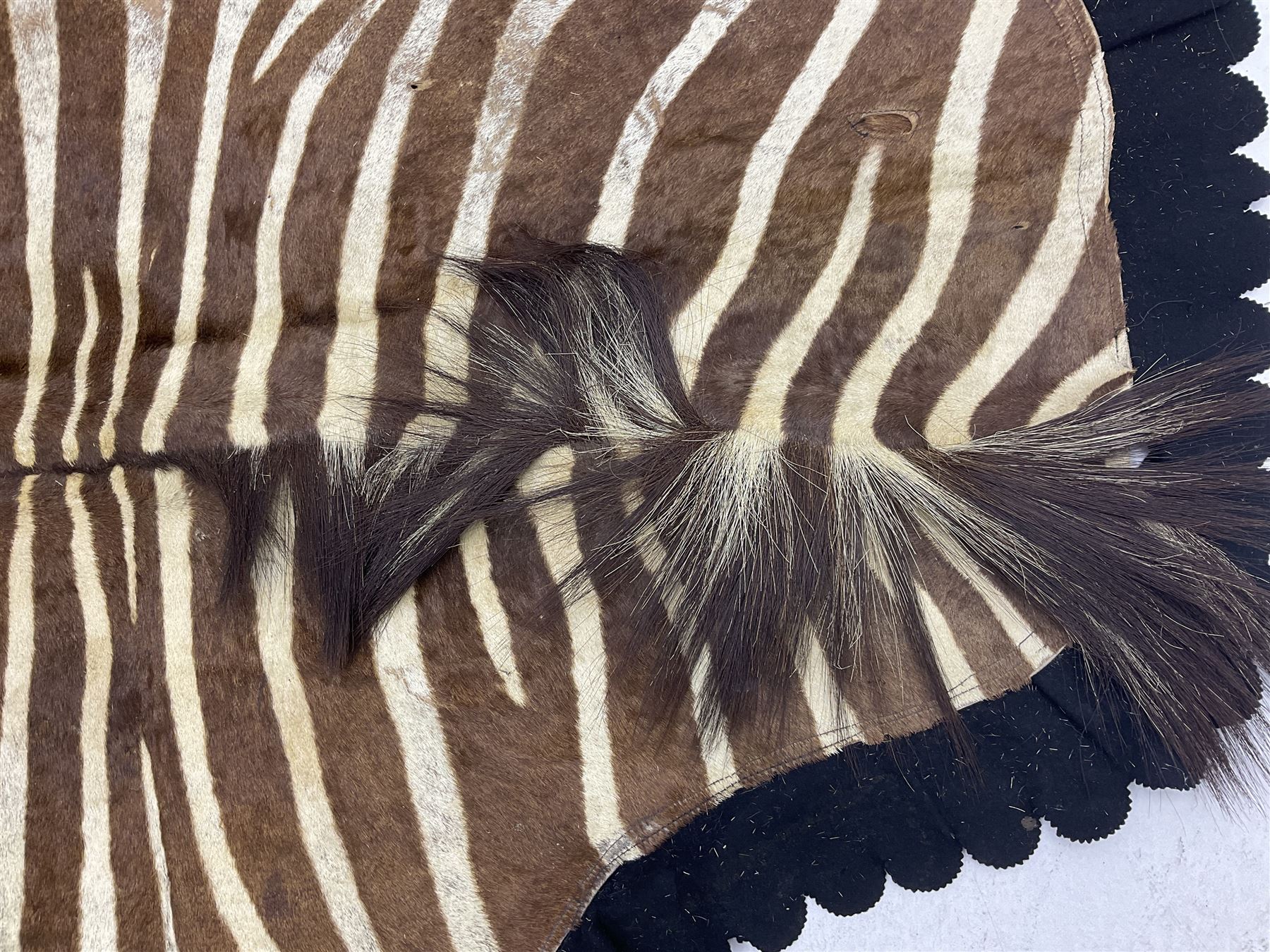 Taxidermy: Zebra hide rup (Equus quagga), edged with black felt material 