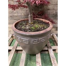 Large glazed planter with acer tree  - THIS LOT IS TO BE COLLECTED BY APPOINTMENT FROM DUGGLEBY STORAGE, GREAT HILL, EASTFIELD, SCARBOROUGH, YO11 3TX