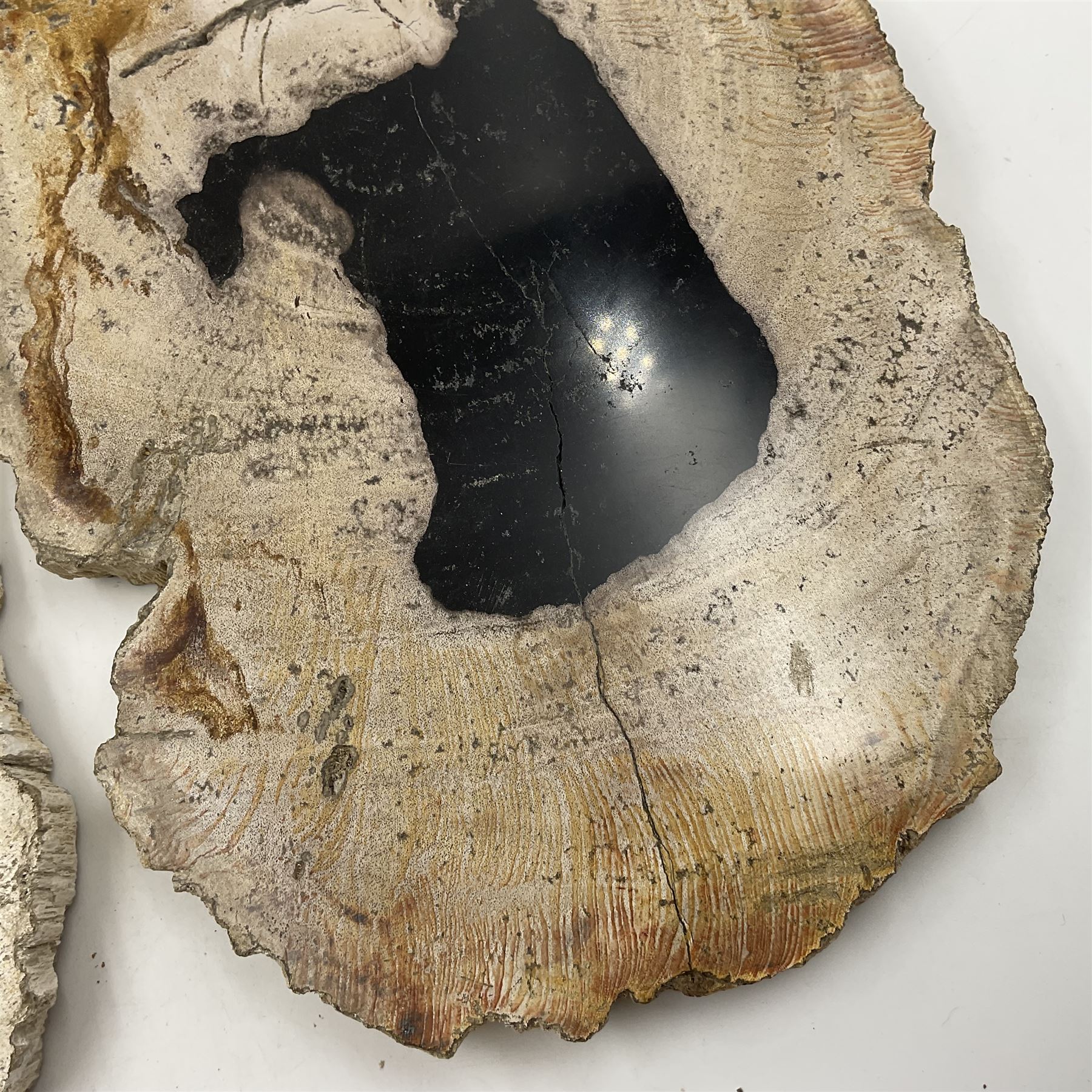 Pair of polished petrified wood slices, sliced in cross-section and polished to both sides, some growth rings still visible and a blackened centre, texture to edges, H17cm, L28cm