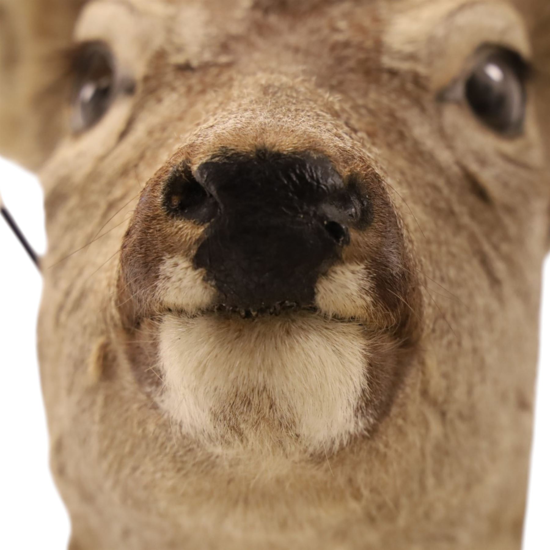 Anthropomorphic Taxidermy - Roe Deer (Capreolus capreolus), smartly dressed in spectacles and bowtie, mounted on wooden shield, H50cm