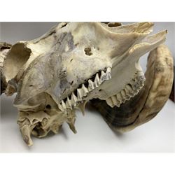 Skulls/Horns: Swaledale Ram Skull, (Ovis aries), set of adult horns on upper skull, H17cm