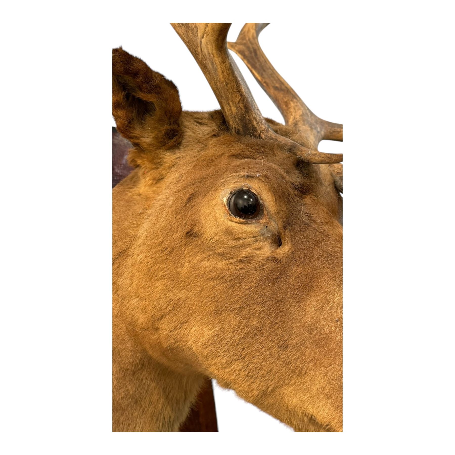 Taxidermy: Elk (Cervus Canadensis) shoulder mount looking straight ahead including an abnormal antler growth, upon a wooden shield, D60cm