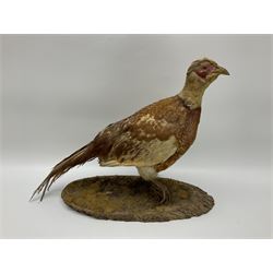 Taxidermy; Ring-necked Pheasant (Phasianus colchicus), adult female mount on open display, together with Pair of Hartebeest (Alcelaphus buselaphus) horns with upper skull, mounter upon a wooden shield, pheasant H40cm 
