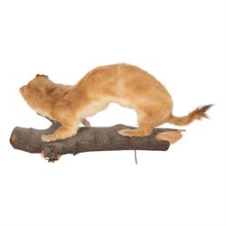 Taxidermy; Eurasian Stoat (Mustela erminea) full adult mount on open display, upon a branch, together with mouse (Apodemus sylvaticus) on open display and mouse skeleton 