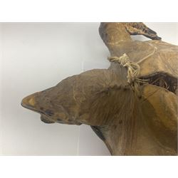 Taxidermy: Hawksbill Sea Turtle (Eretmochelys imbricata), juvenile full mount, beak to shell base, 40cm