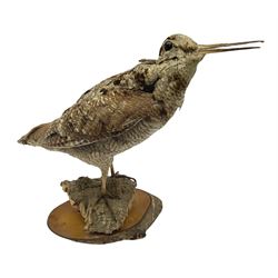Taxidermy: Woodcock (Scolopax rusticola) standing on a log and grassy mound, on an oval wooden base H31cm