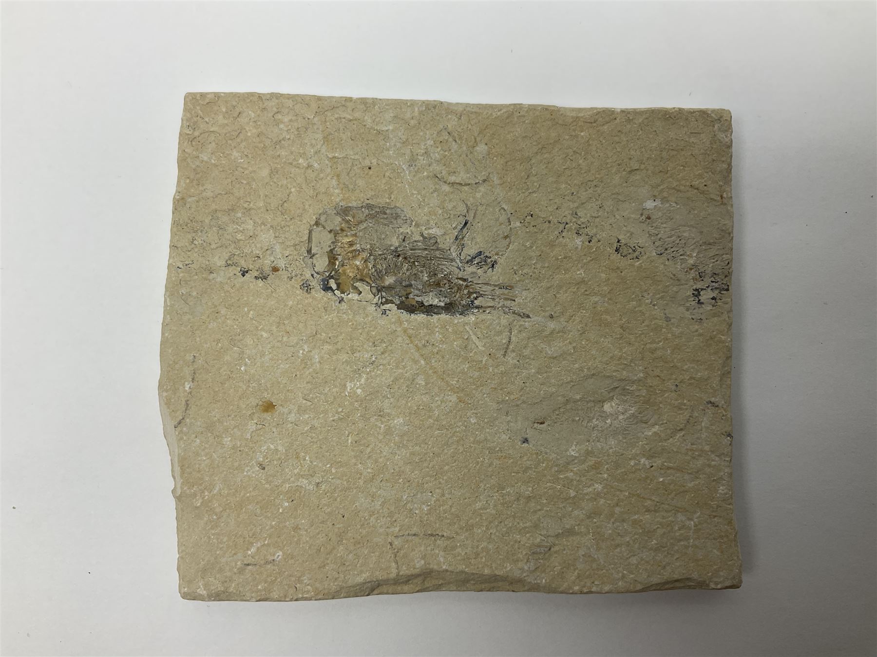 Two fossilised shrimp (Aeger tipularius) each in an individual matrix, age; Cretaceous period, location; Carpopenaeus callirostris Hjoula, Lebanon, largest matrix H9cm, L10cm