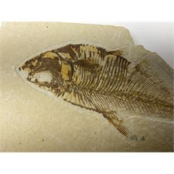 Three fossilised fish (Knightia alta) each in an individual matrix, age; Eocene period, location; Green River Formation, Wyoming, USA, largest matrix H9cm, L15cm