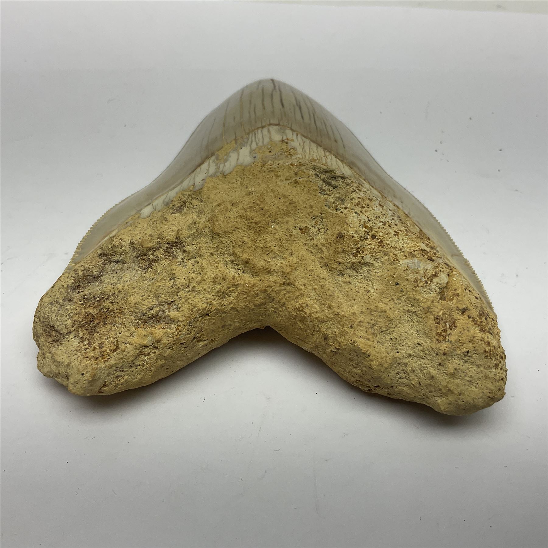 Large Megalodon (Otodus Megalodon) tooth fossil, with fine serrations, age; Miocene period, H11.5cm, W9cm

Notes; Believed to have grown as large as 18 metres, the Megalodon was the largest shark and one of the most dominant marine predators ever to have existed. It roamed the ancient seas for around 20 million years until their extinction around 3.6 million years ago.  Megalodon teeth vary in colour and ton. influenced and coloured over the millennia by the conditions in which they are preserved
