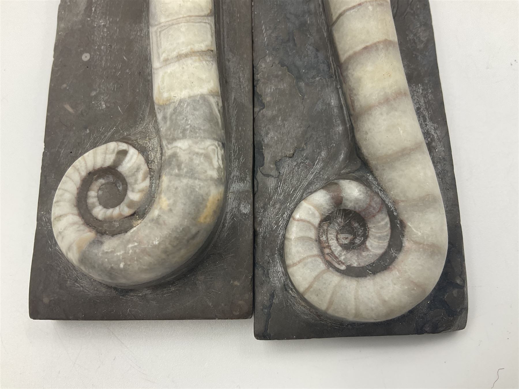 Two polished Lituites lituus fossils, together with four Scutella echinoids, fossilised fish and three other fossils and two minerals 