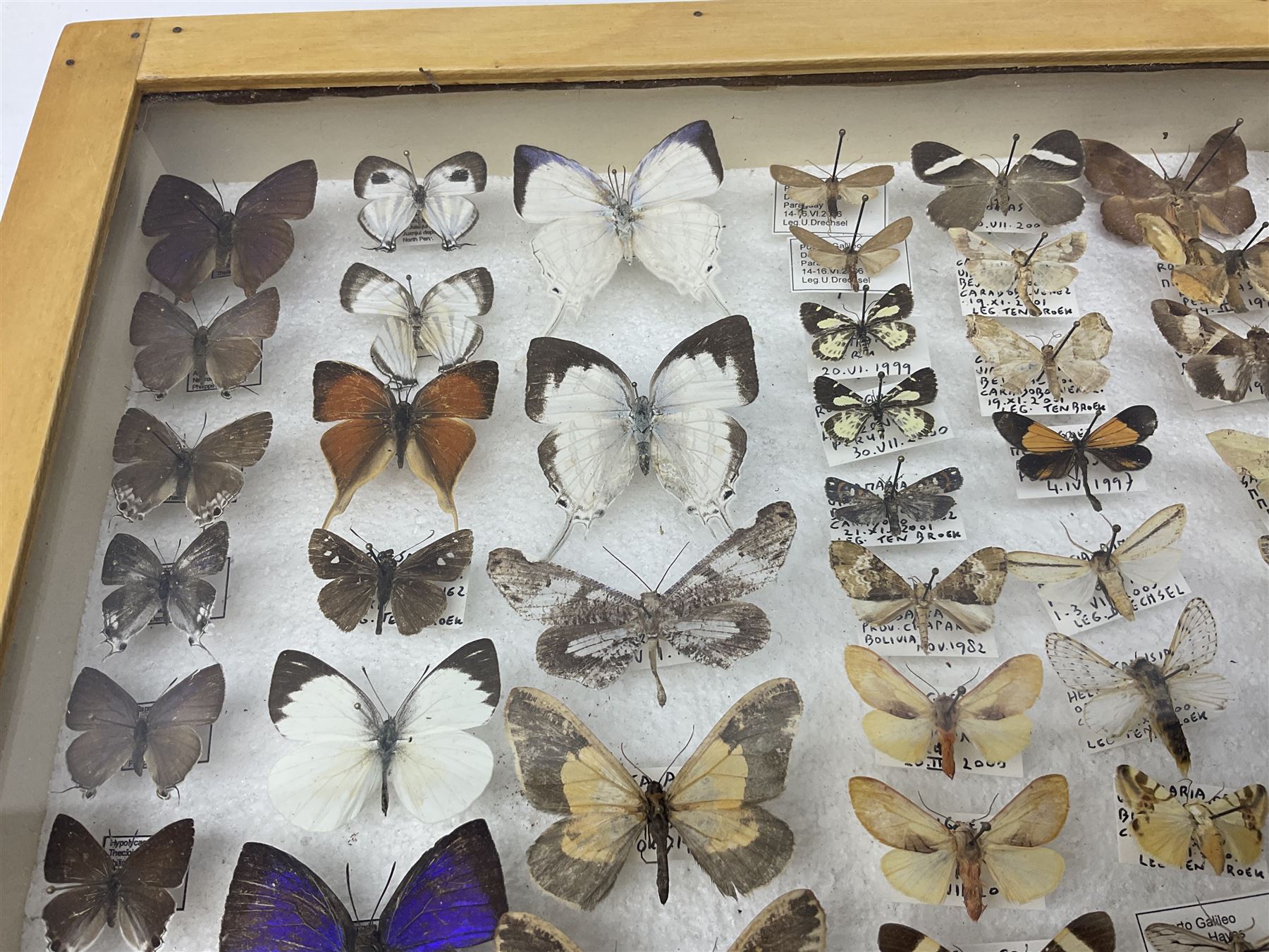 Entomology: Glazed entomology collector's drawer display of African and Asian butterflies and moths, a colourful display of one hundred and twenty six assorted specimens, collected from various regions of Africa and Asia, each with attached data labels, H50cm, W40cm