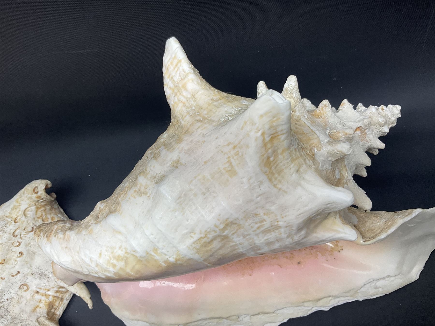 Conchology: selection of conch shells, to include horned examples, largest H17cm, L24cm
