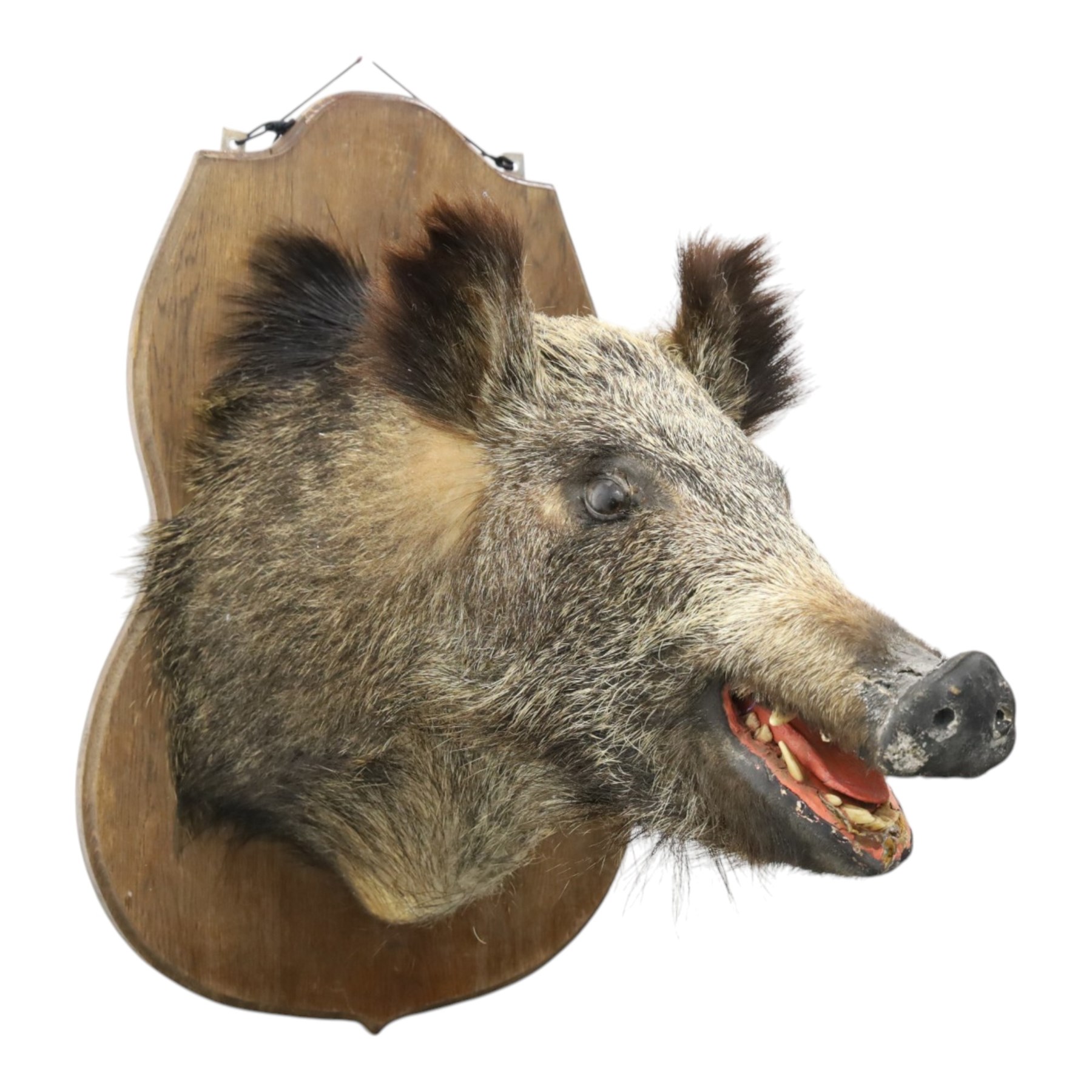 Taxidermy - Wild Boars head on oak wall shield H65cm