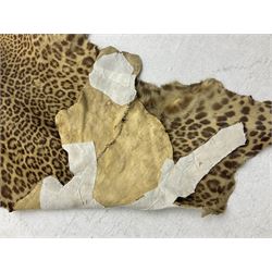 Taxidermy: Early 20th century Indian leopard (Panthera pardus fusca), adult skin rug with head mount, mouth agape, with limbs outstretched, nose to tail L156cm