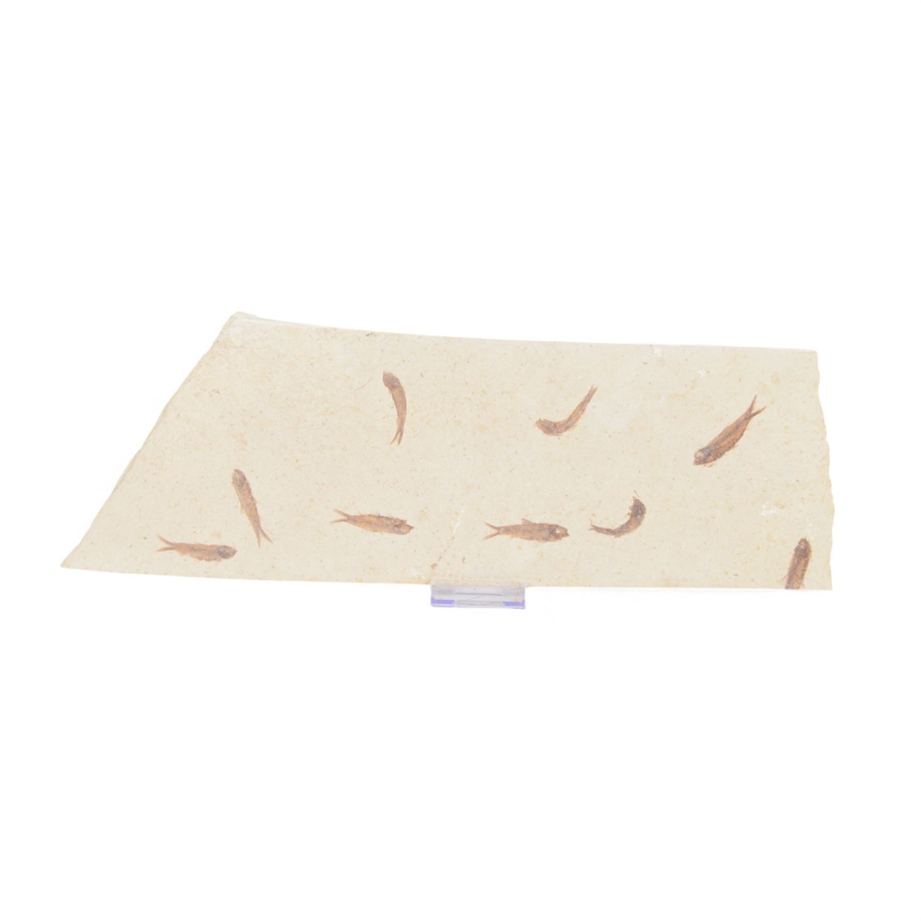 Fossilised fish group in a single matrix; shoal of fossilised fish (Knightia alta), age; Eocene period, location; Green River Formation, Wyoming, USA, matrix L48cm, H15cm