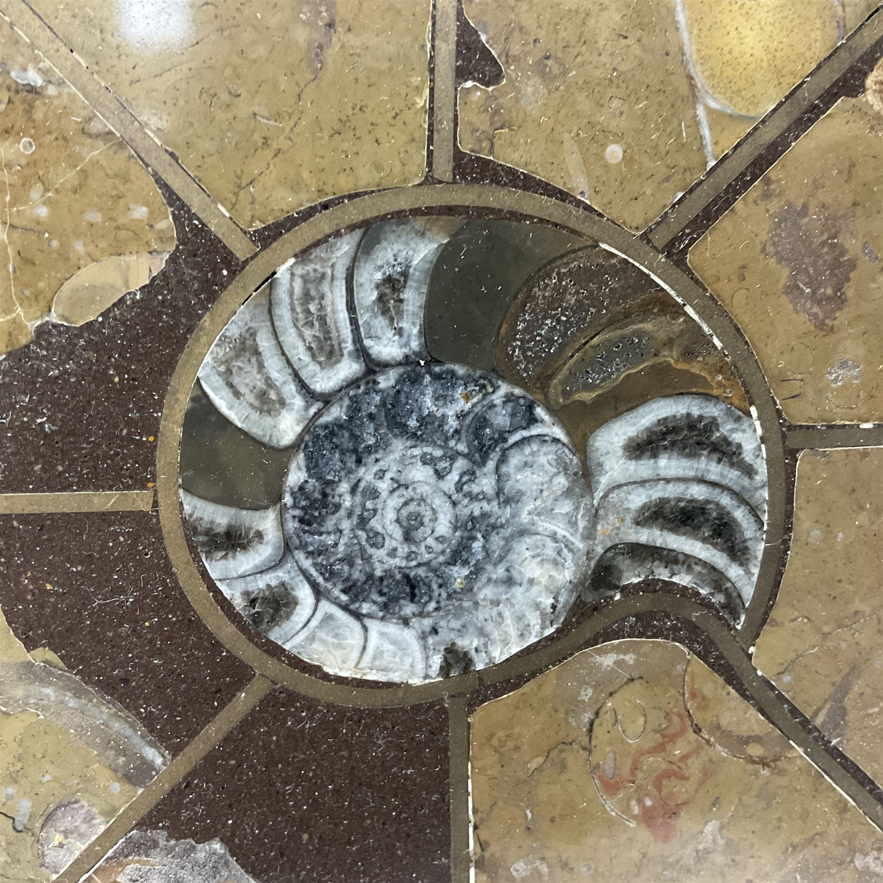 Circular limestone table top, with orthoceras and goniatite inclusions; age: Upper Devonian, location: Morocco, D45cm