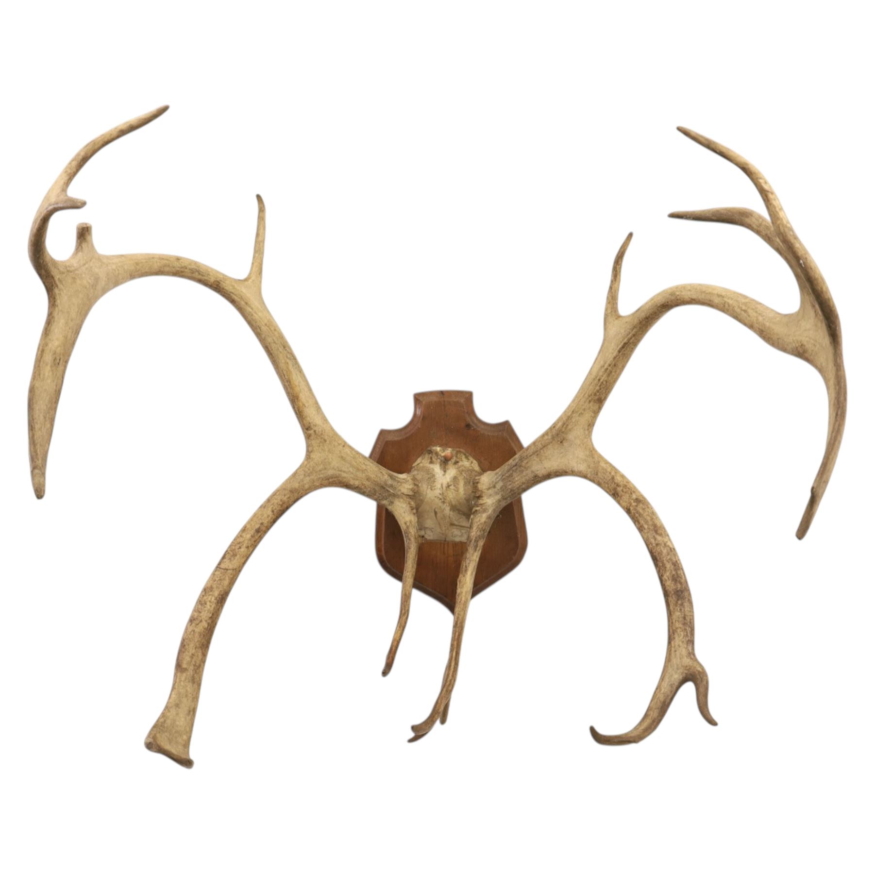 Antlers/Horns; Pair of Caribou Reindeer antlers (Rangifus tarandus), partial skull on wooden shield, D60cm