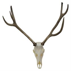 Antlers/Horns: Pair of Red Deer (Cervus elaphus) antlers on skull, H110cm