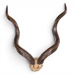 Horns/Antlers; pair of Kudu (Strepsiceros strepsiceros) horns, H95cm