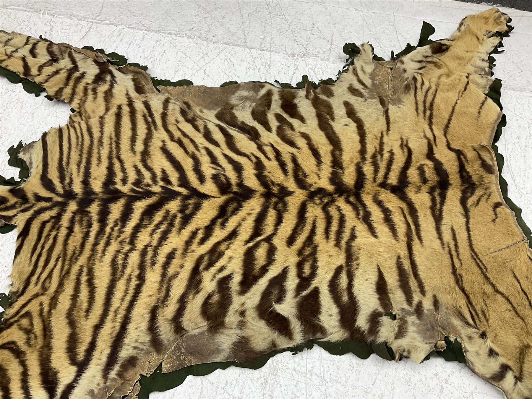 Skins/Hides: Victorian Tiger skin rug (tigris tigris), with green backing with scalloped edges,  L188cm  