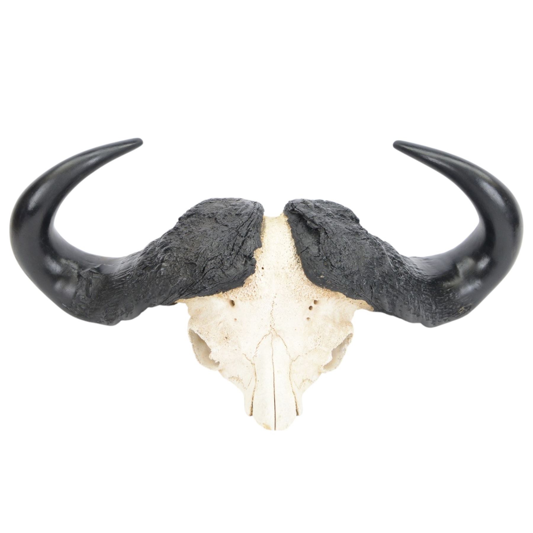 Antlers/ Horns: Cape Buffalo (Syncerus caffer caffer) 20th century, set of large adult bull horns on cut upper skull, H28cm, L80cm