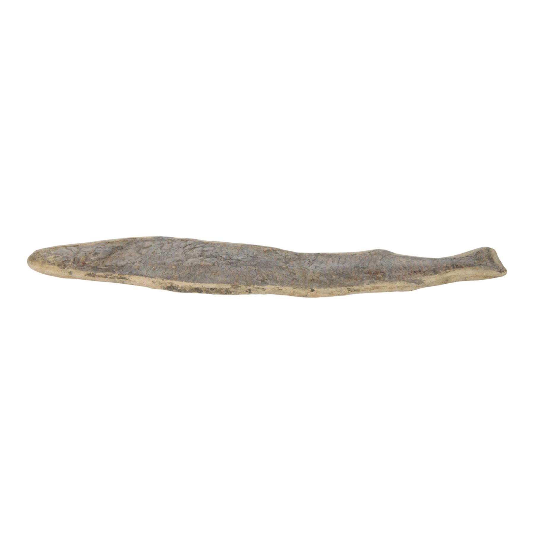 Fossilised fish specimen, Lepidotus Sp (Amazonian River Pike), age; Jarassic Period, location; Brazil, L83cm, H18cm 