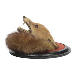 Rowland Ward (British Taxidermist 1848-1912); European Red Fox Mask (Vulpes vulpes), adult fox mask, mouth agape, with brush wrapped around a circular ebonised wall mount, with brass makers plaque 'R.Ward & Co naturalists 155 Piccadilly London - RTV