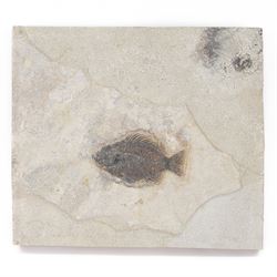 Fossilised fish (Knightia alta); freshwater fish in single matrix from the prehistoric sys...