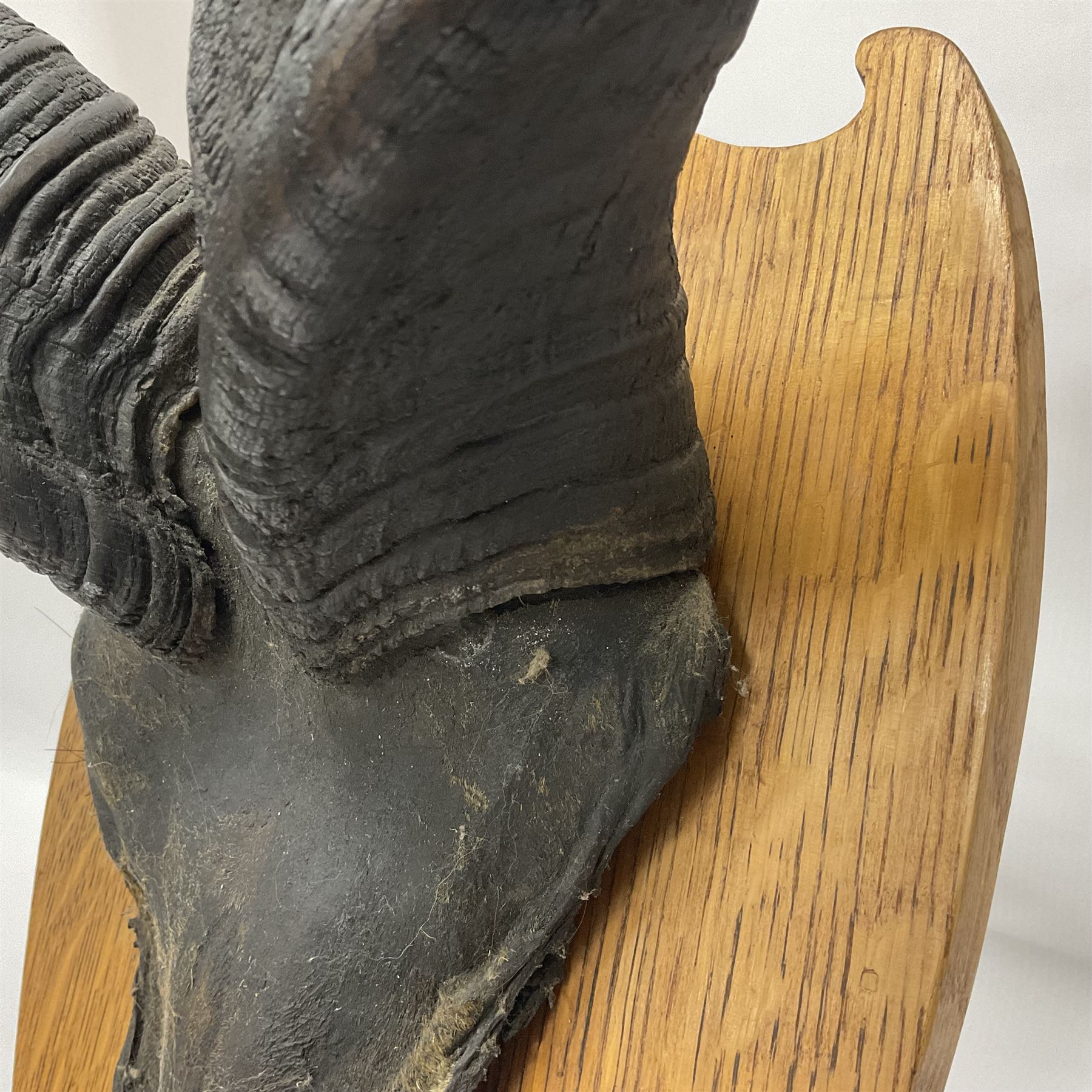 Antlers/Horns: Greater Kudu (Tragelaphus Strepsiceros), Pair of Kudu curved horns on partial skull, mounted on an oak shield, H120cm