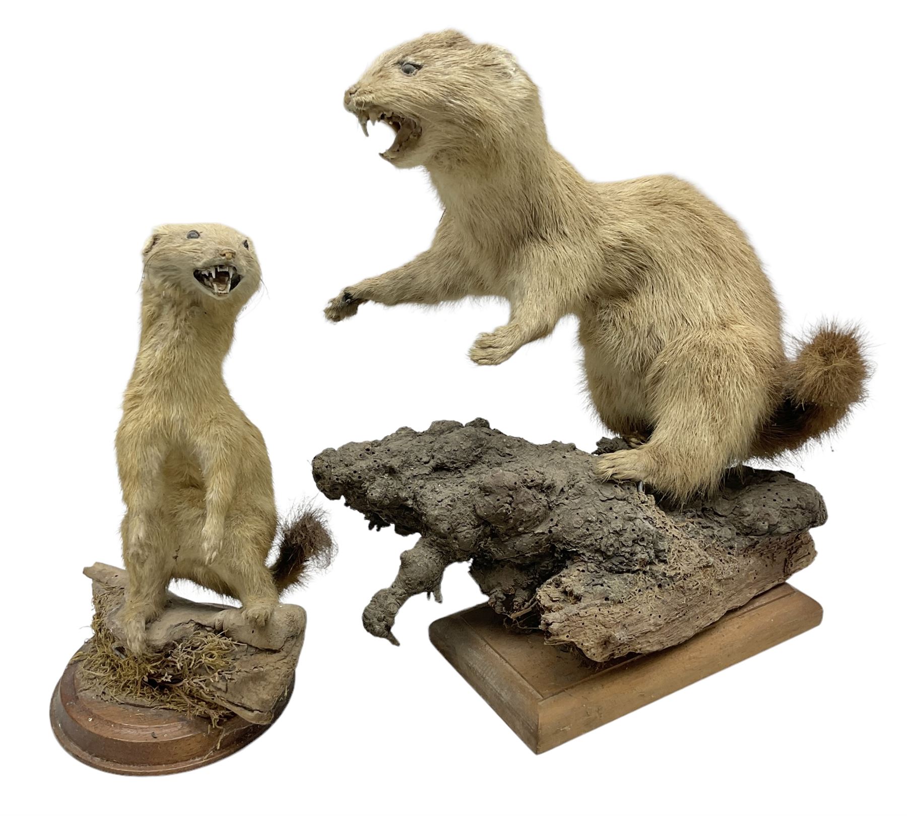 Taxidermy; Pine Marten (Martes martes) or similar, full adult mount mounted on a naturalistic branch, together with a weasel (Mustela) on a wooden plinth, pine marten H34cm
